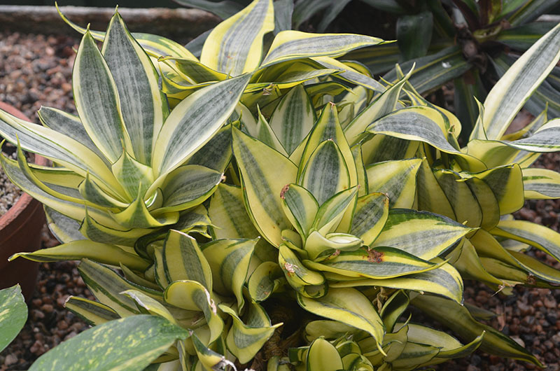 Sanseveria-trifasciata Golden-Hahnii-npc-form.JPG